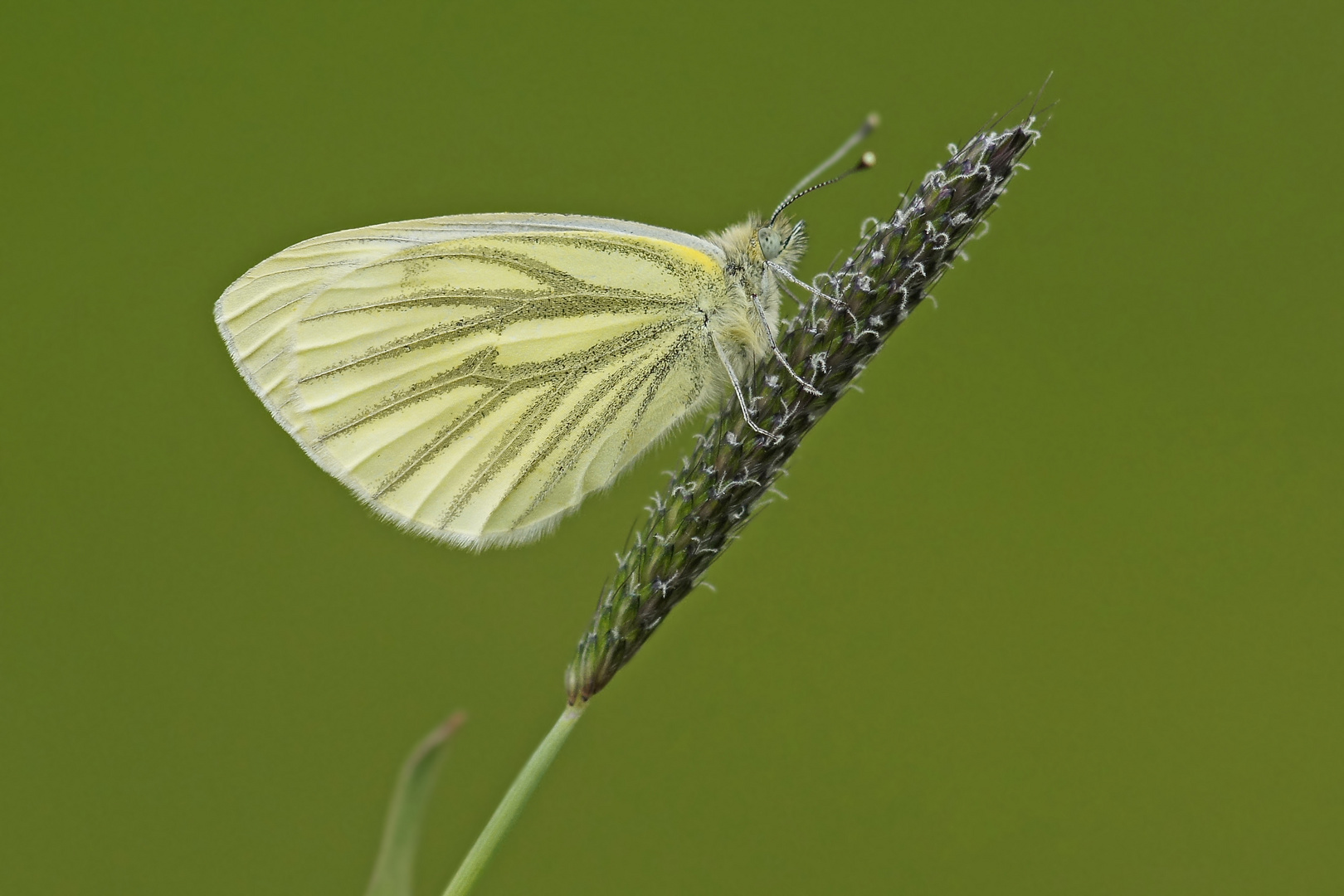 Grünader-Weißling (Pieris napi)