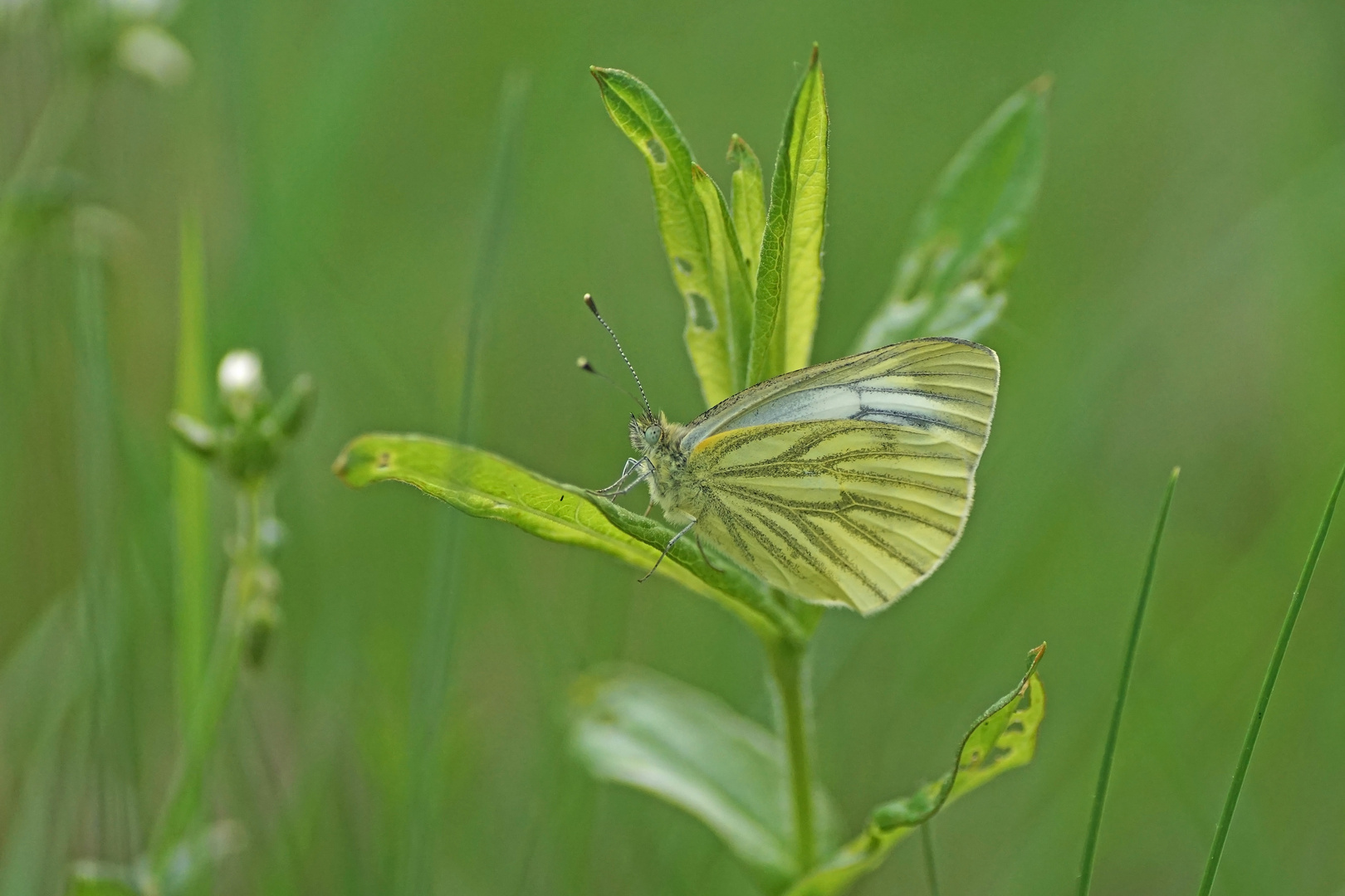 Grünader-Weißling (Pieris napi)