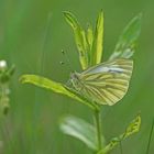 Grünader-Weißling (Pieris napi)