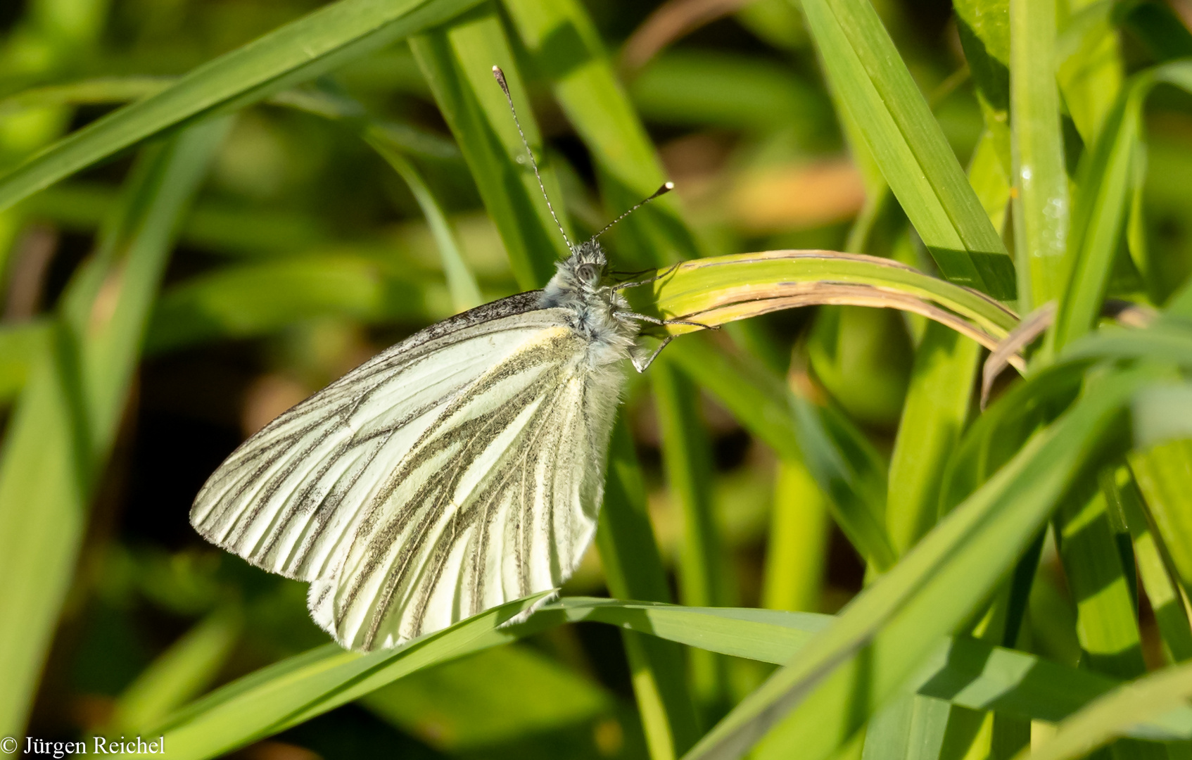 Grünader-Weißling (Pieris napi) 