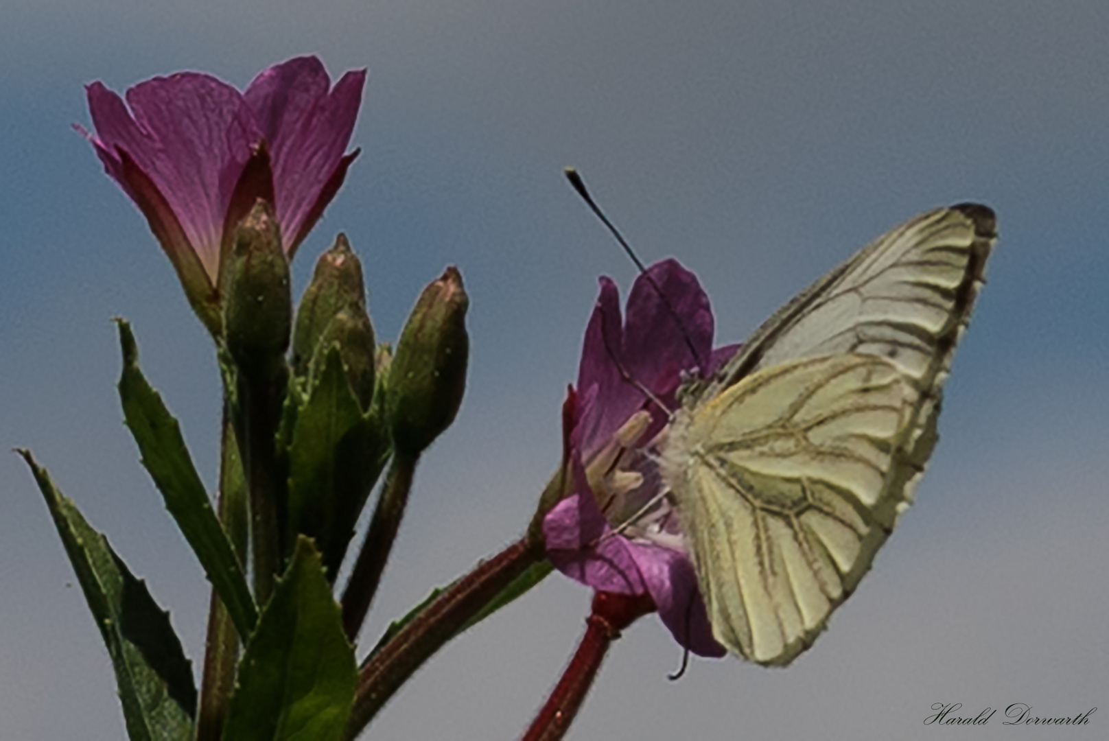 Grünader Weißling (Pieris napi)