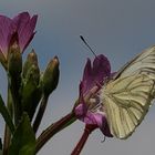 Grünader Weißling (Pieris napi)