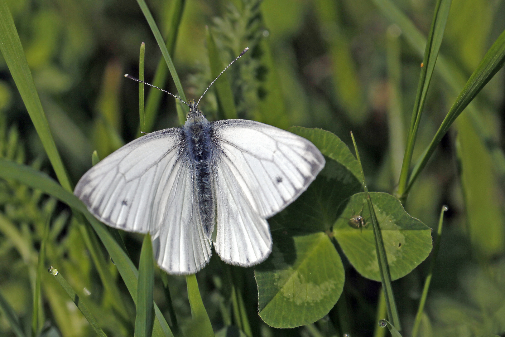 Grünader Weißling (Pieris napi)