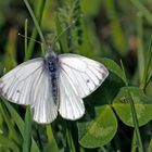 Grünader Weißling (Pieris napi)