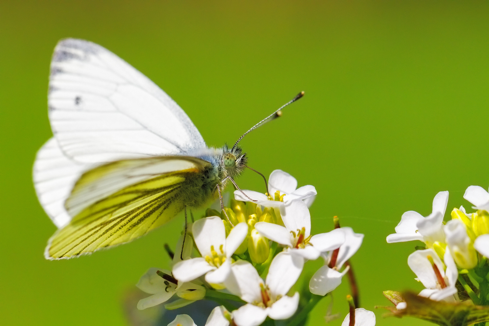   Grünader-Weißling (Pieris napi)