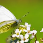   Grünader-Weißling (Pieris napi)