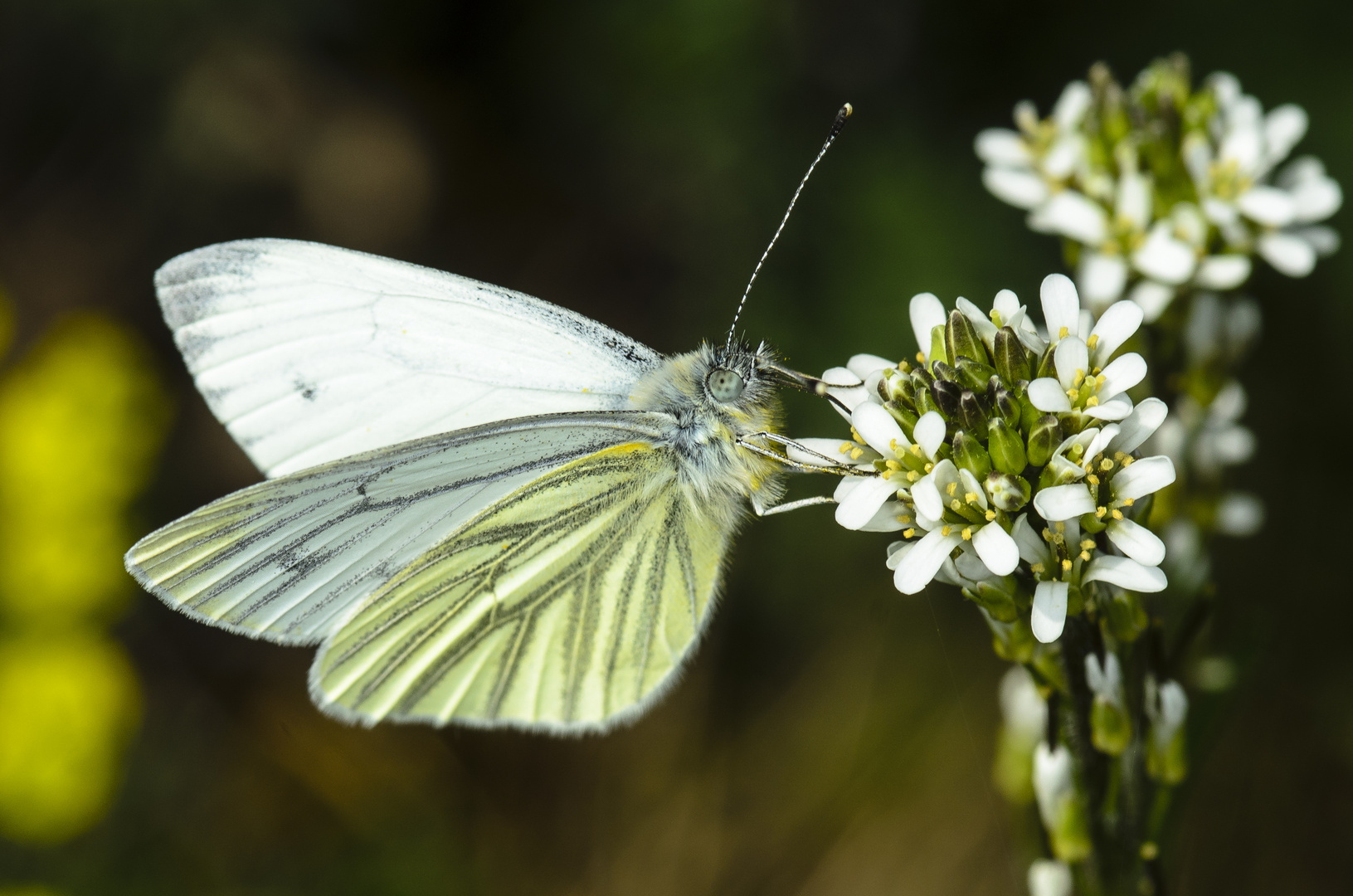 Grünader-Weißling (Pieris napi)