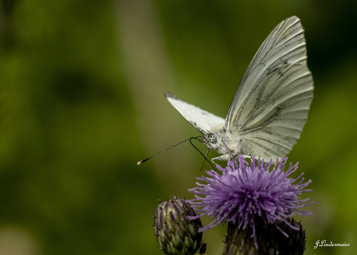 Grünader-Weißling (Pieris napi)