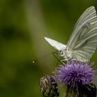 Grünader-Weißling (Pieris napi)