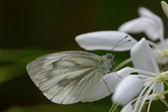 Grünader-Weißling (Pieris napi)