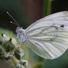 Grünader-Weißling (Pieris napi)