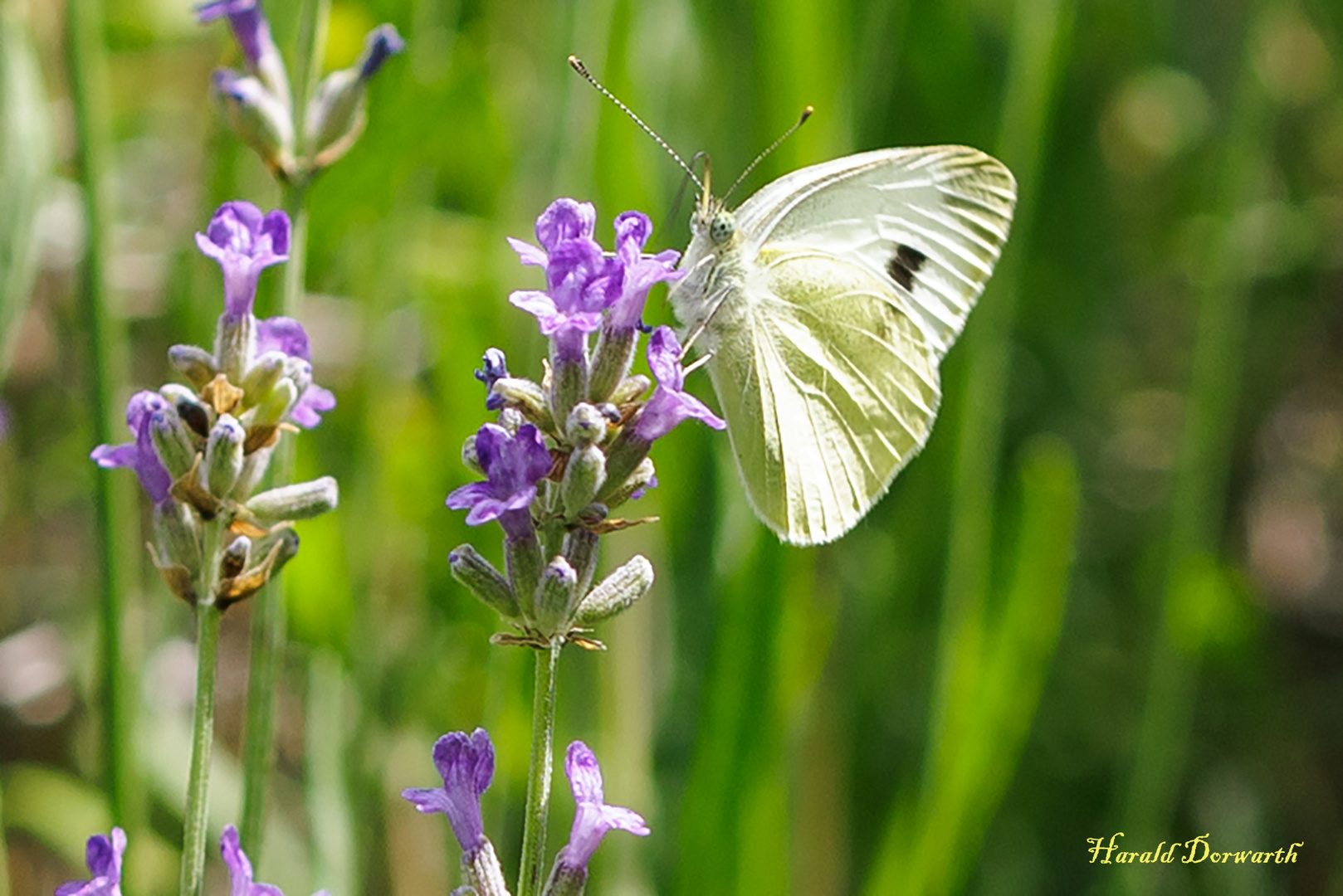 Grünader-Weißling (Pieris napi)