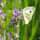 Grünader-Weißling (Pieris napi)