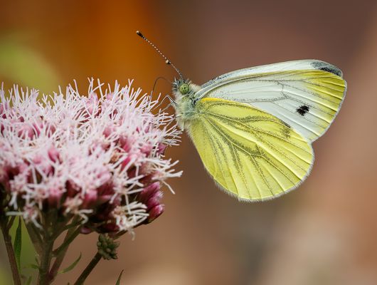 Grünader-Weißling (Pieris napi)