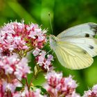 Grünader-Weißling (Pieris napi)