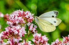 Grünader-Weißling (Pieris napi)