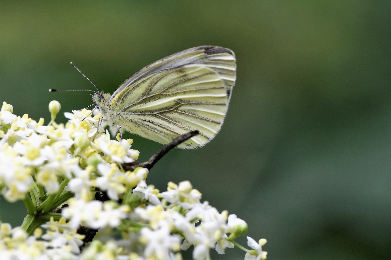 Grünader-Weißling (Pieris napi )