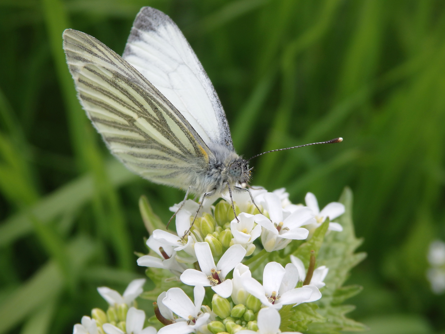 Grünader-Weißling (Pieris napi) auf Knoblauchsrauke