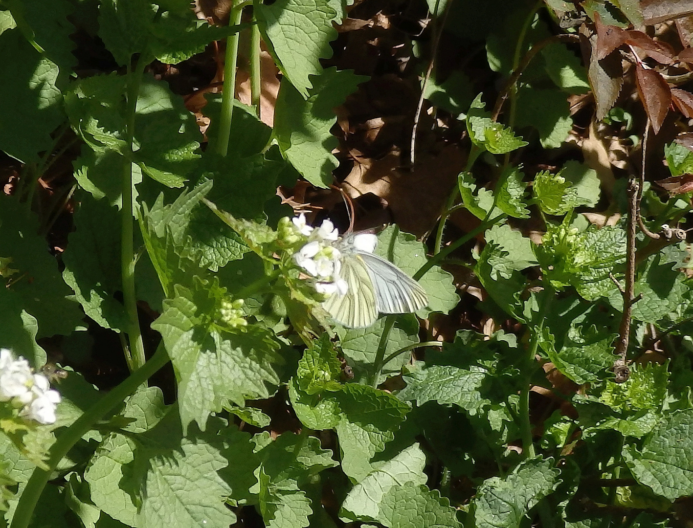 Grünader-Weißling (Pieris napi) auf Knoblauchsrauke