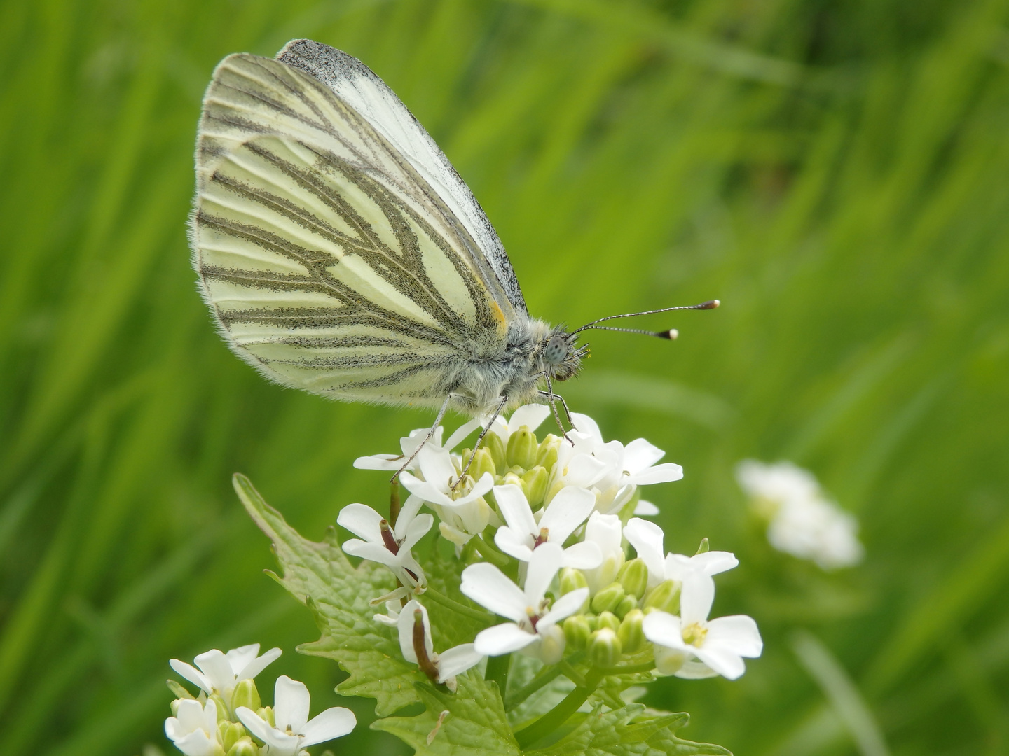 Grünader-Weißling (Pieris napi) auf Knoblauchsrauke