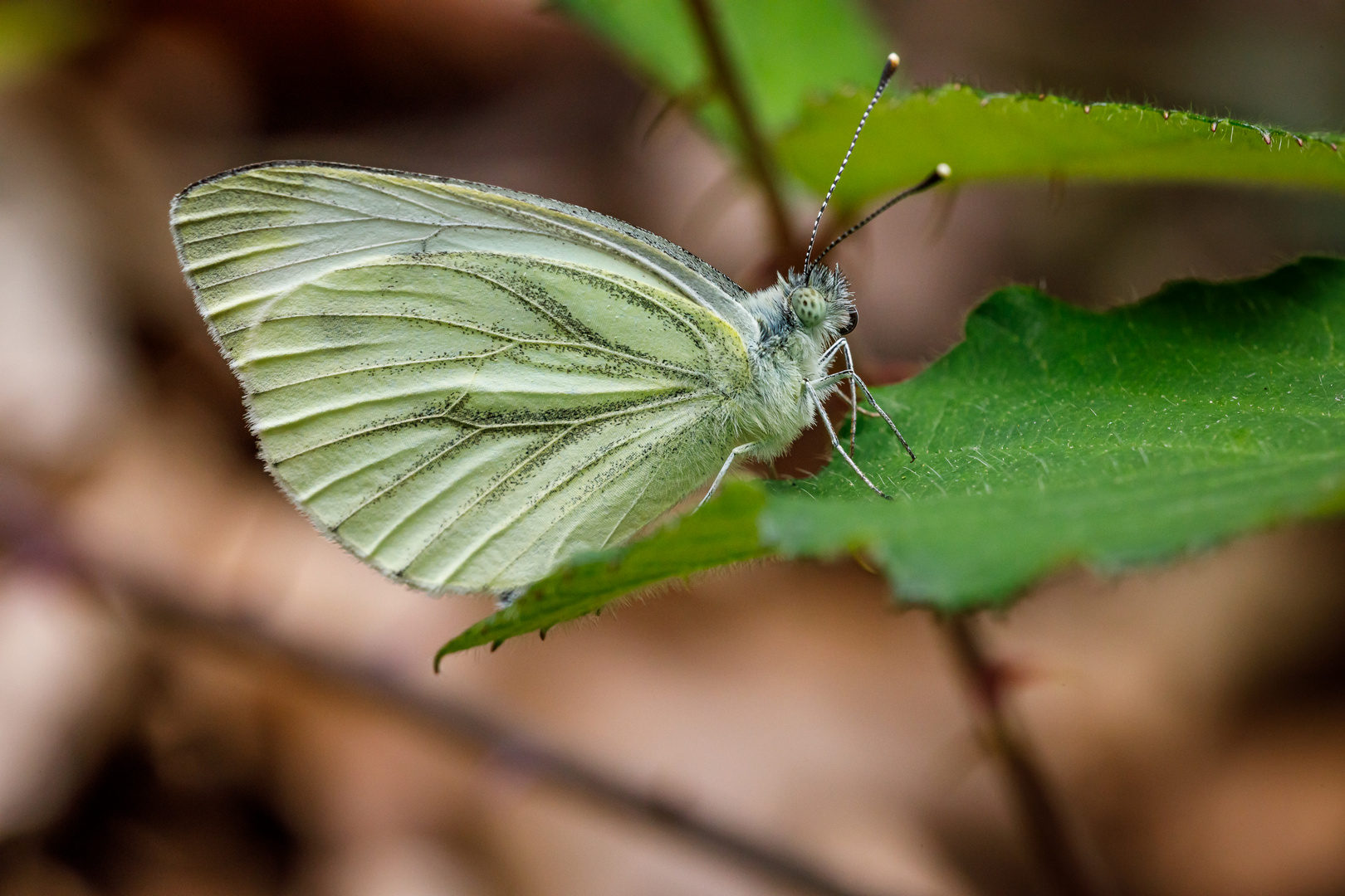 Grünader-Weißling (Pieris napi)