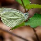 Grünader-Weißling (Pieris napi)