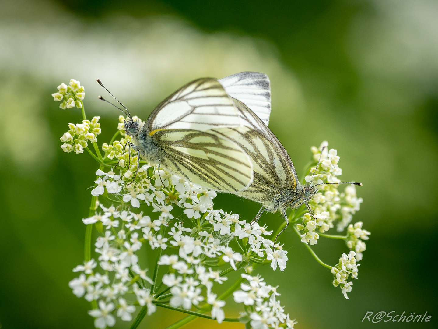 Grünader - Weißling (Pieris napi)