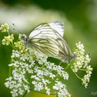 Grünader - Weißling (Pieris napi)