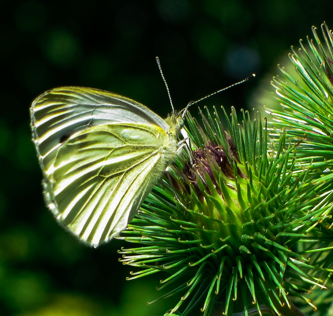 Grünader-Weißling (Pieris napi)