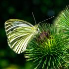 Grünader-Weißling (Pieris napi)