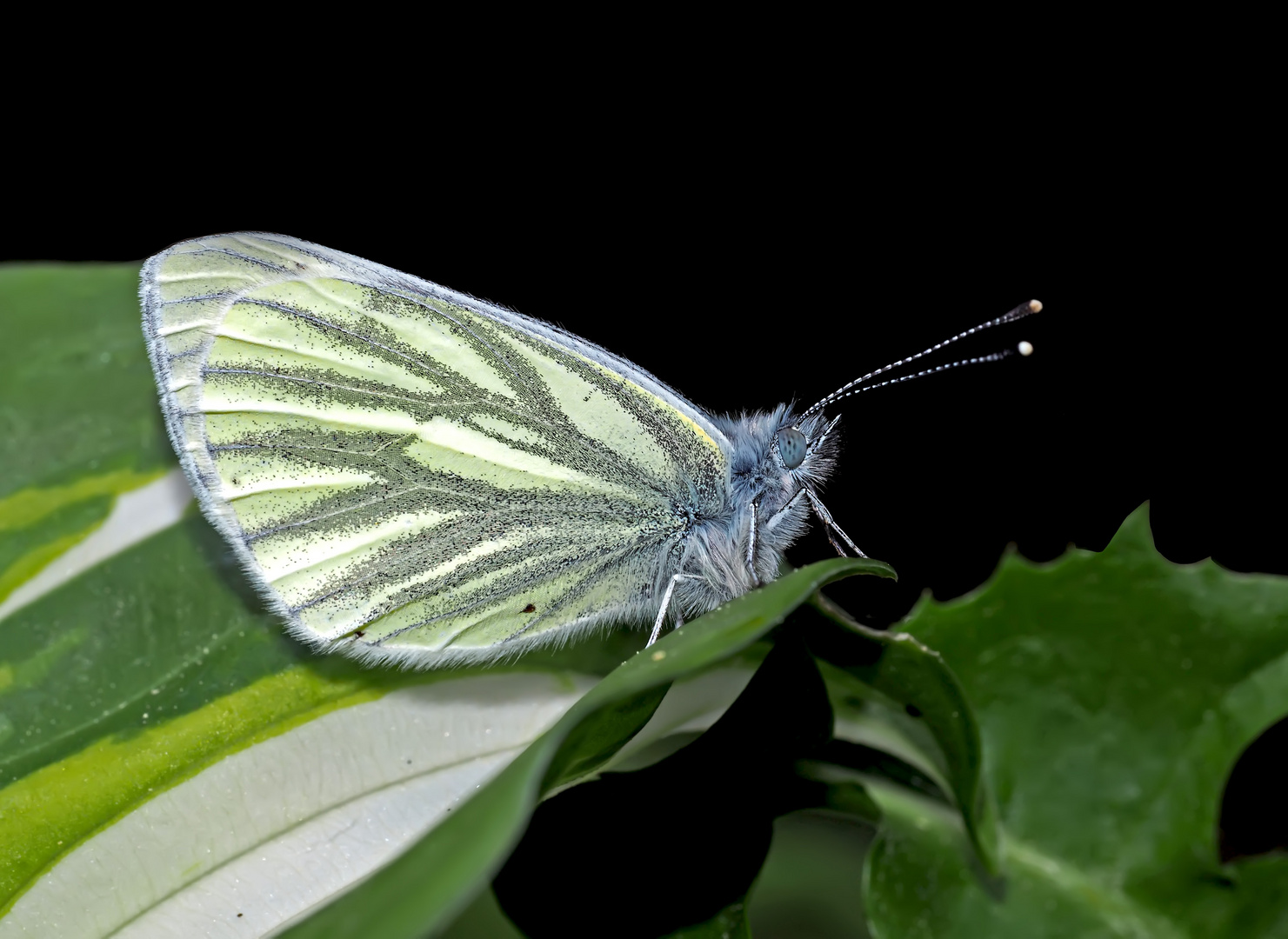 Grünader-Weißling (Pieris napi) - La Piéride du navet.