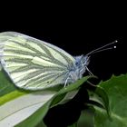 Grünader-Weißling (Pieris napi) - La Piéride du navet.