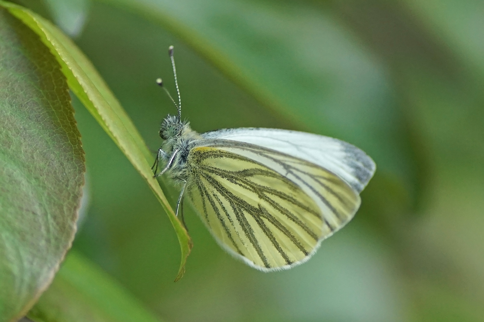 Grünader-Weißling (Pieris napi), Männchen