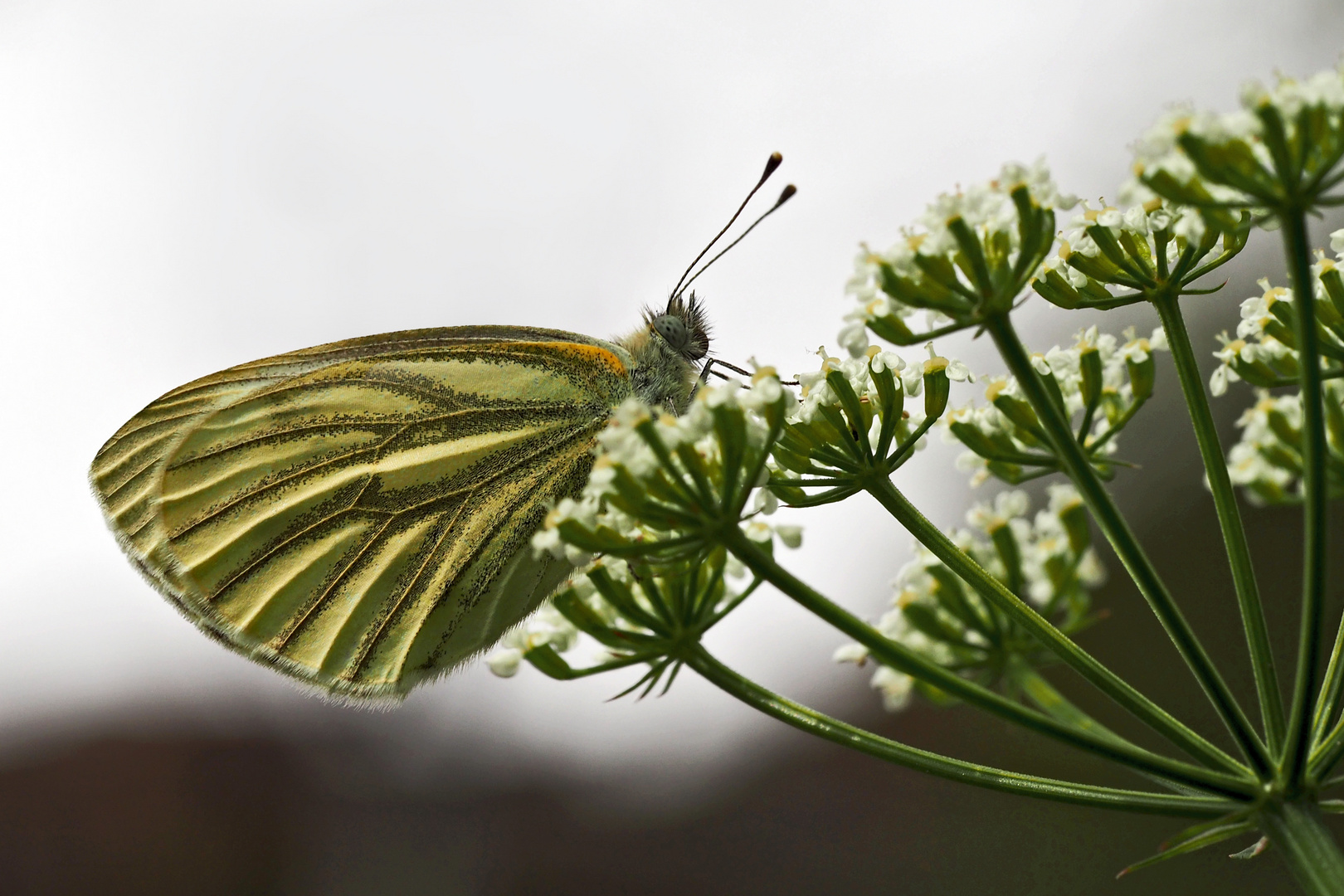 Grünader-Weissling, Rapsweissling (Pieris napi) - Piéride du navet.