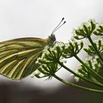 Grünader-Weissling, Rapsweissling (Pieris napi) - Piéride du navet.