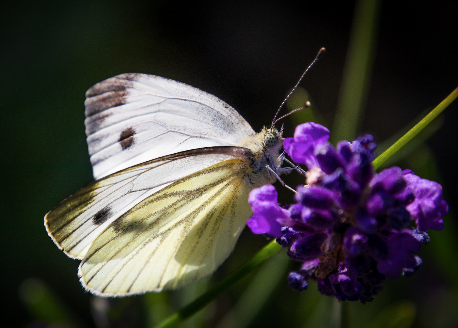 Grünader Weißling - Schmetterling 14.07.2020
