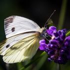 Grünader Weißling - Schmetterling 14.07.2020