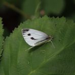 Grünader Weißling,Pieris napi