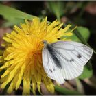  Grünader-Weißling/Rapsweißling (Pieris napi)