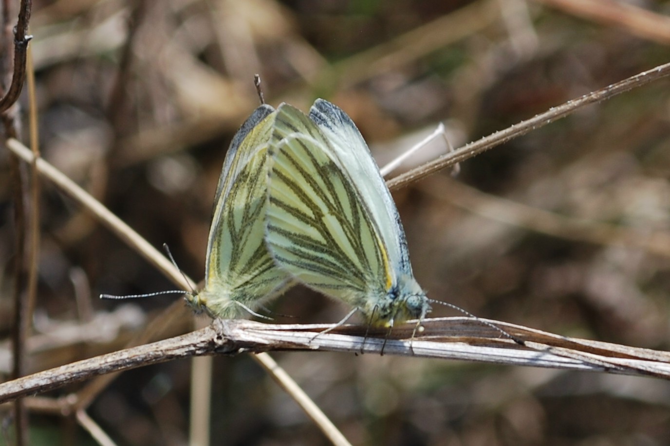 Grünaderweissling