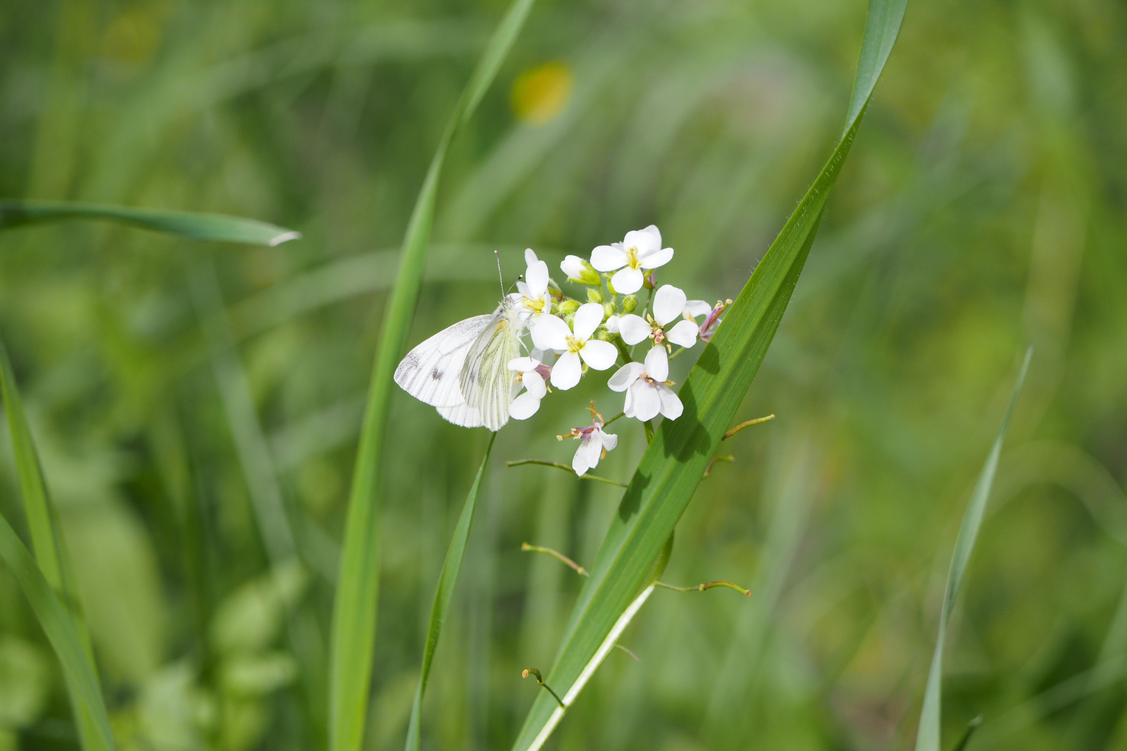 Grünaderweissling 25.3 24P3250081