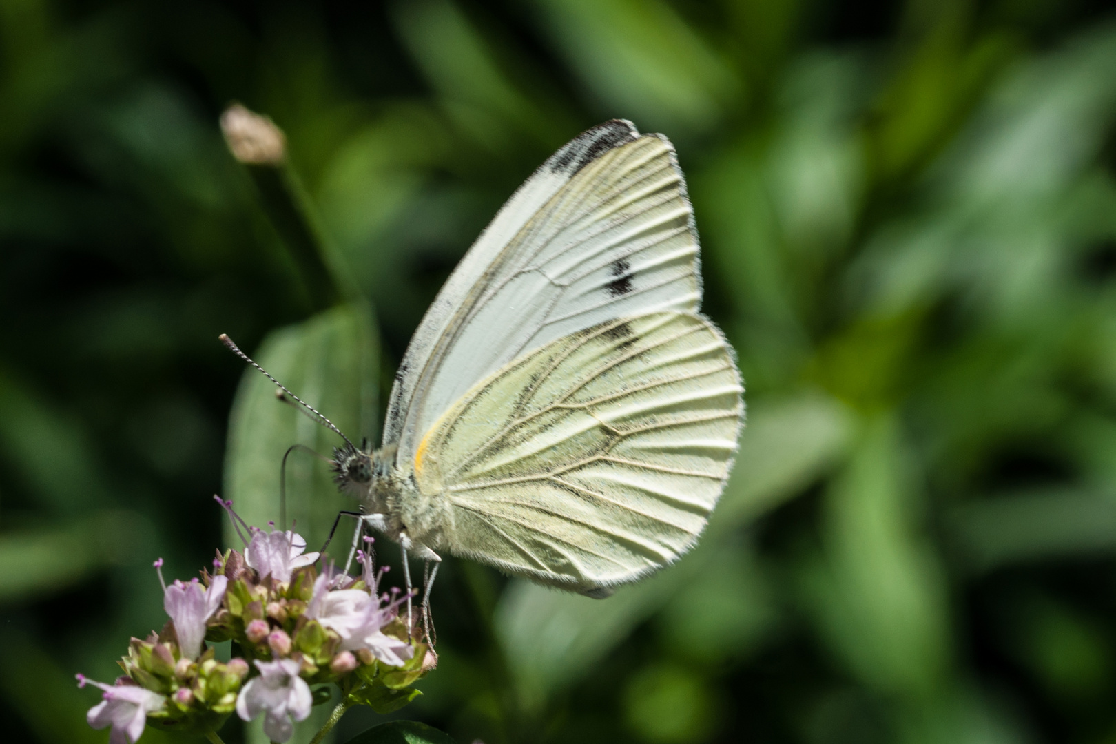 Grünaderweißling ab Oregano