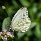 Grünaderweißling ab Oregano