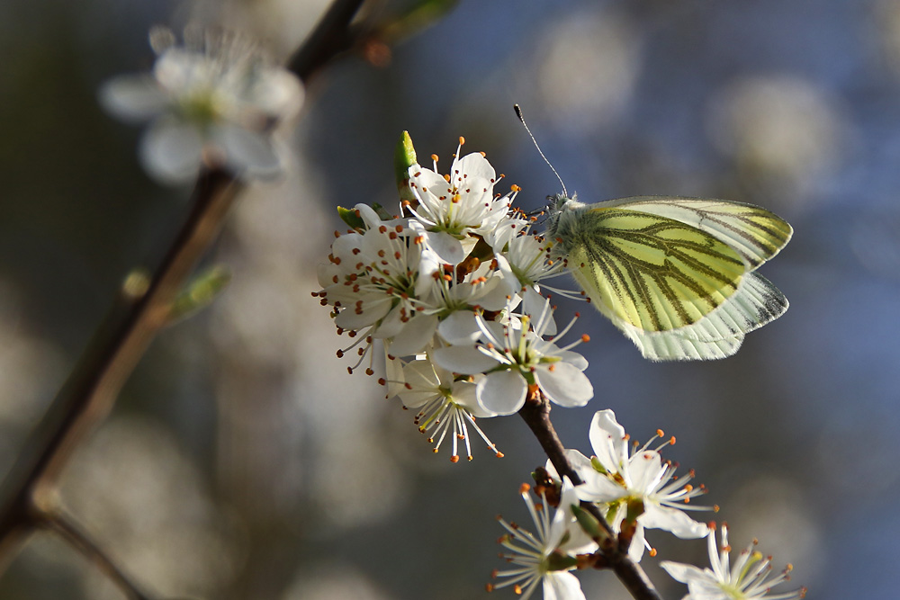 Grünaderweissling an der Blüte