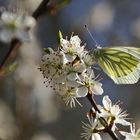 Grünaderweissling an der Blüte