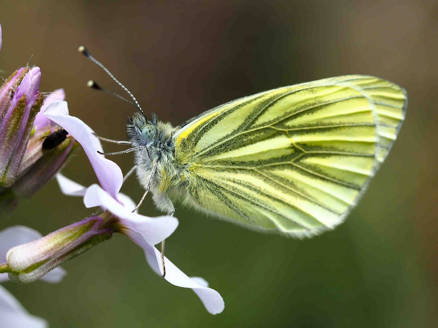 Grünaderweissling an einer Blüte