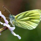 Grünaderweissling an einer Blüte