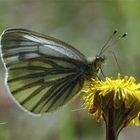 Grünaderweißling, auch Rapsweißling genannt - Pieris napae