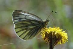 Grünaderweißling, auch Rapsweißling genannt - Pieris napae