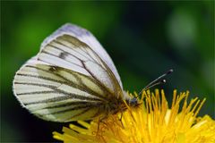 Grünaderweißling auf Butterblume ( Löwenzahn)